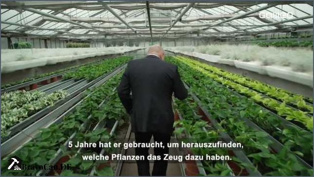 Grüne Wand pflanzen Tipps und Ideen für eine grüne Oase zu Hause