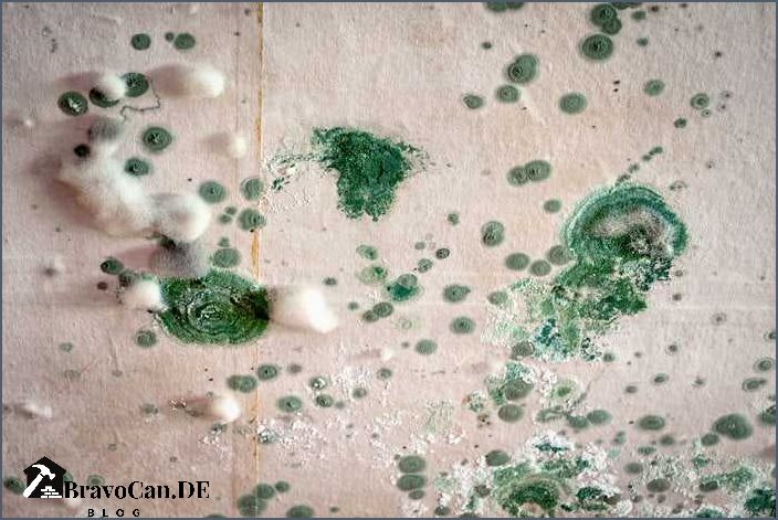 Grüner Schimmelpilz an der Wand Ursachen Symptome und Behandlung