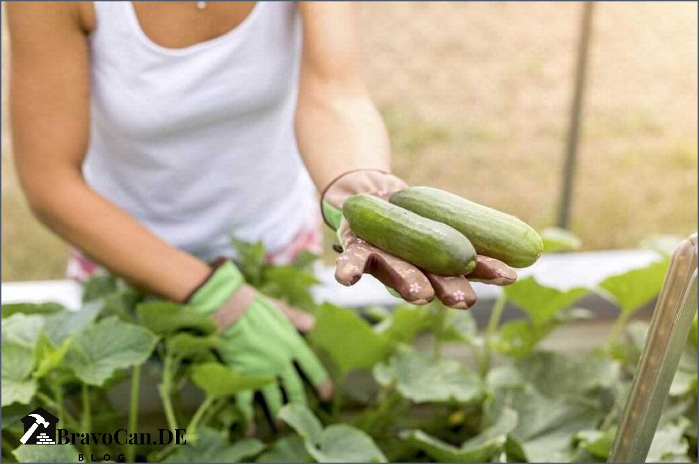 Gurkenertrag steigern Tipps und Tricks für eine bessere Ernte Gurkenertrag steigern Tipps und Tricks für eine bessere Ernte