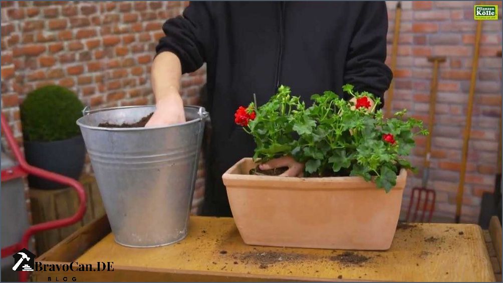 Hängegeranien im Topf überwintern Tipps und Tricks