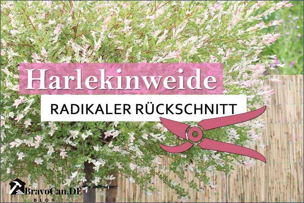 Harlekinweide schneiden im Herbst - Tipps und Anleitung
