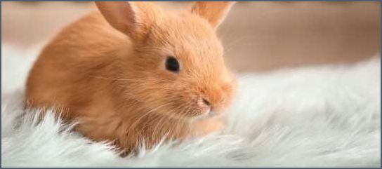 Hase als Haustier Tipps und Informationen