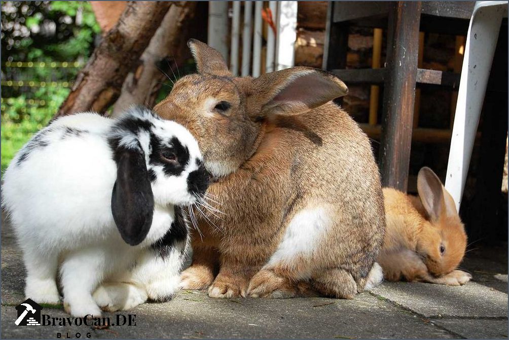 Hase als Haustier Tipps und Informationen