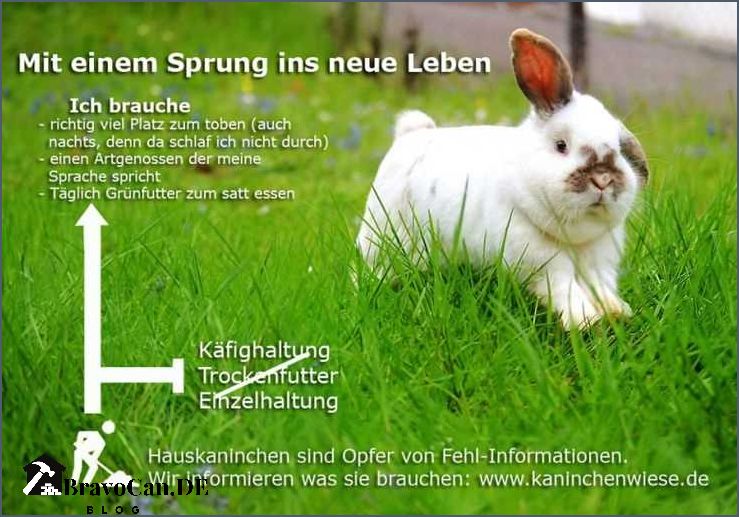 Hase als Haustier Tipps und Informationen