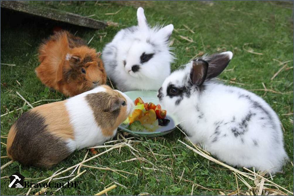 Hase als Haustier Tipps und Informationen