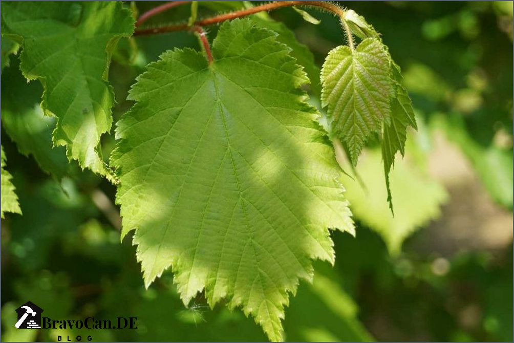 Haselnussbaum oder Strauch Unterschiede Eigenschaften und Anbau