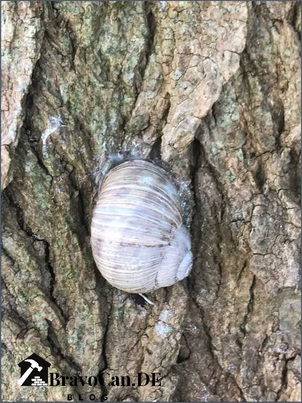 Hausmittel gegen Schnecken - effektive Methoden zur Schneckenbekämpfung