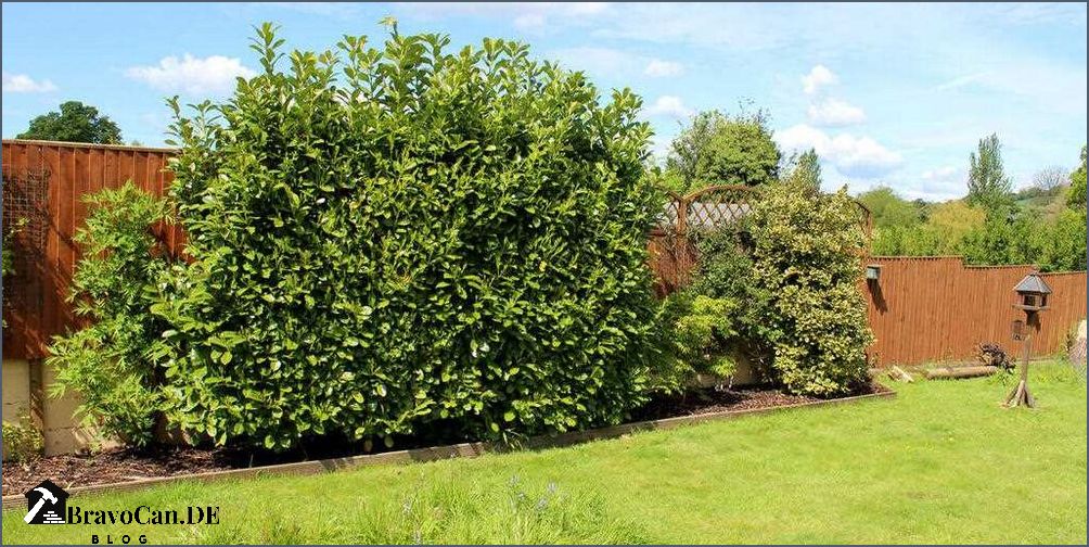 Hecke als Sichtschutz Die besten Pflanzen für Privatsphäre im Garten
