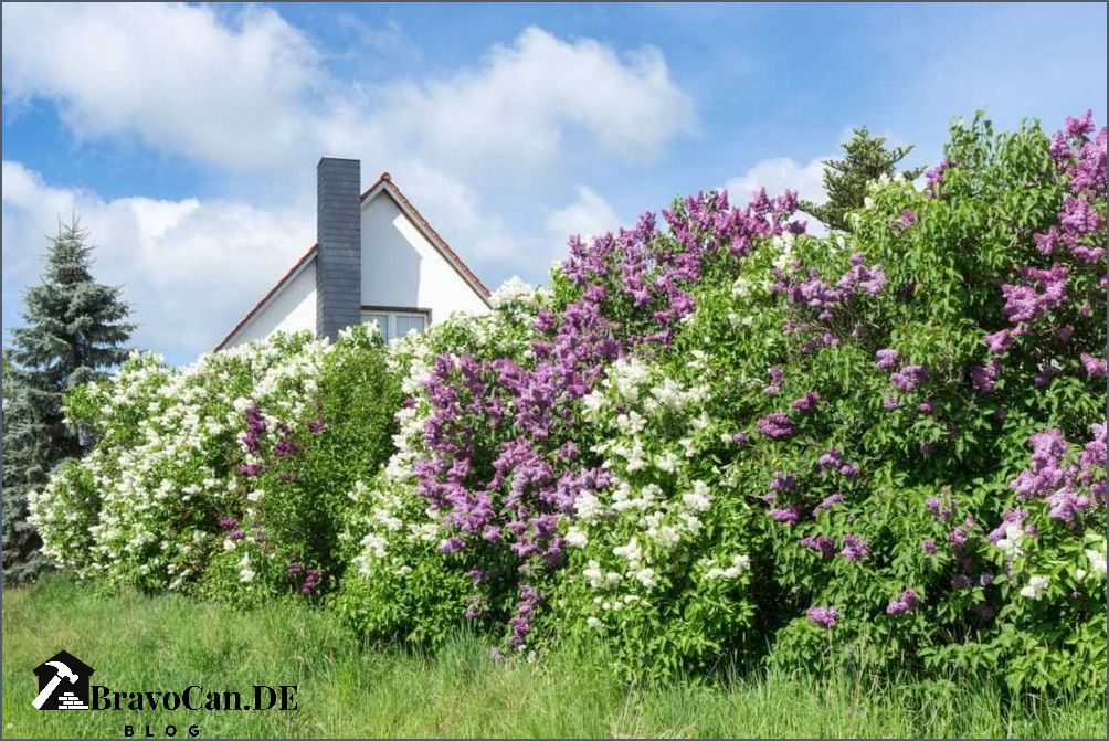 Hecke mit weißen Blüten Auswahl Pflege und Tipps für eine blühende Hecke Hecke mit weißen Blüten Auswahl Pflege und Tipps für eine blühende Hecke