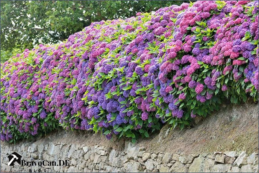 Hecke mit weißen Blüten Auswahl Pflege und Tipps für eine blühende Hecke Hecke mit weißen Blüten Auswahl Pflege und Tipps für eine blühende Hecke
