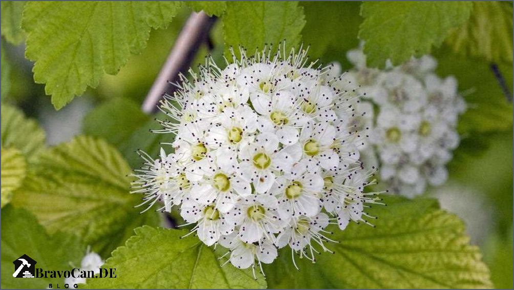 Hecke mit weißen Blüten Auswahl Pflege und Tipps für eine blühende Hecke Hecke mit weißen Blüten Auswahl Pflege und Tipps für eine blühende Hecke
