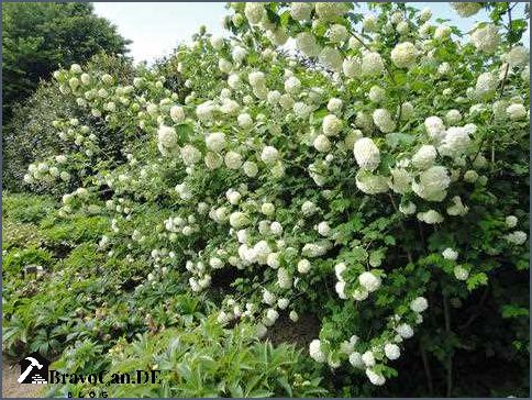 Hecke mit weißen Blüten Auswahl Pflege und Tipps für eine blühende Hecke Hecke mit weißen Blüten Auswahl Pflege und Tipps für eine blühende Hecke