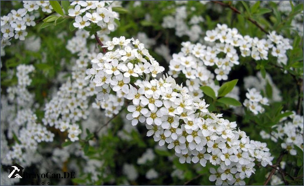 Hecke mit weißen Blüten Auswahl Pflege und Tipps für eine blühende Hecke Hecke mit weißen Blüten Auswahl Pflege und Tipps für eine blühende Hecke