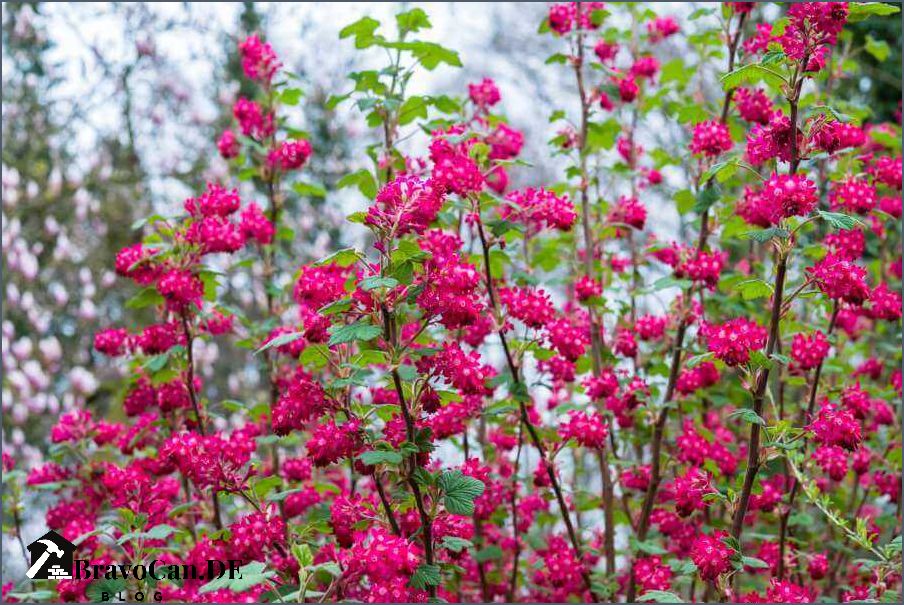 Hecke mit weißen Blüten Auswahl Pflege und Tipps für eine blühende Hecke Hecke mit weißen Blüten Auswahl Pflege und Tipps für eine blühende Hecke