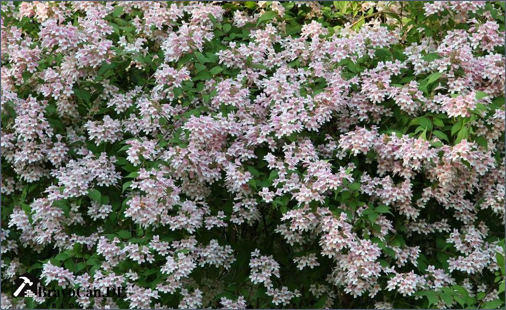 Hecke mit weißen Blüten Auswahl Pflege und Tipps für eine blühende Hecke Hecke mit weißen Blüten Auswahl Pflege und Tipps für eine blühende Hecke