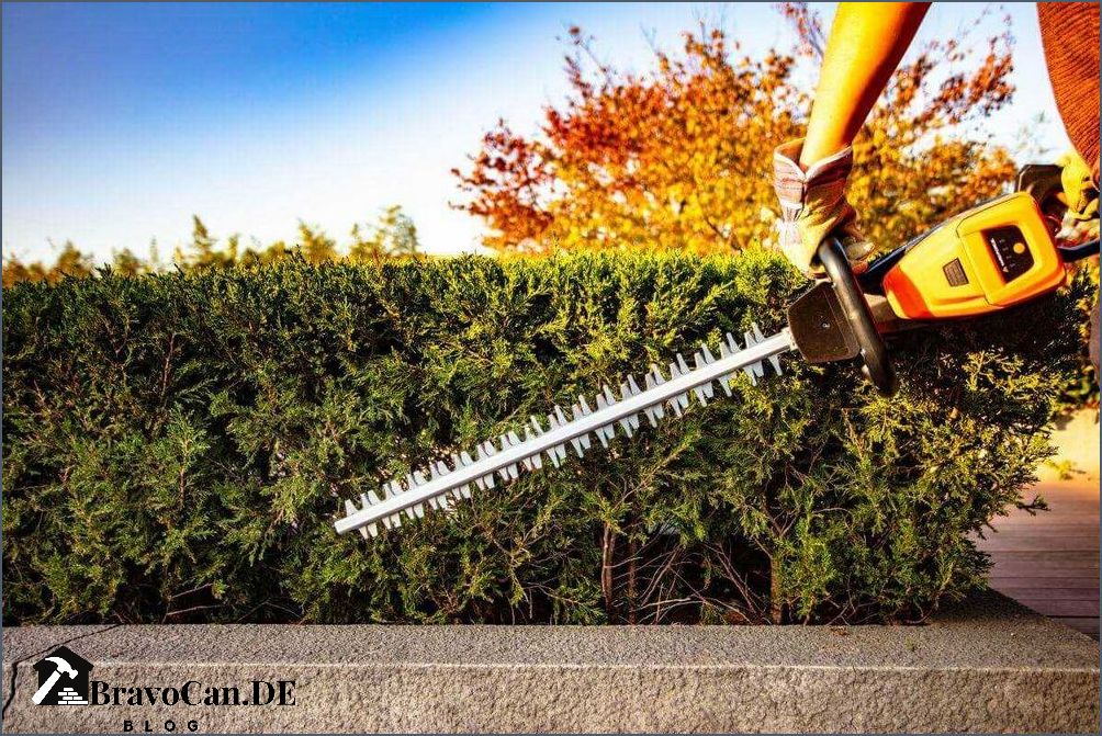 Hecke schneiden bei frost Tipps und Tricks für den richtigen Schnitt Hecke schneiden bei frost Tipps und Tricks für den richtigen Schnitt