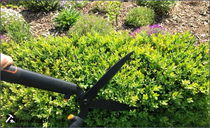 Hecke schneiden Formen Tipps und Tricks für einen perfekten Schnitt