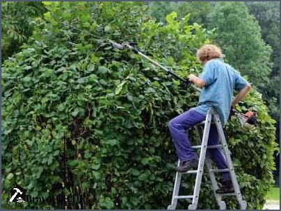 Hecke schneiden Kosten Preise und Tipps für professionelle Heckenschnitte Hecke schneiden Kosten Preise und Tipps für professionelle Heckenschnitte