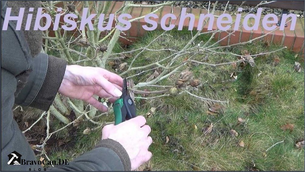 Hibiskus schneiden Tipps zur Pflege und Formgebung Hibiskus schneiden Tipps zur Pflege und Formgebung