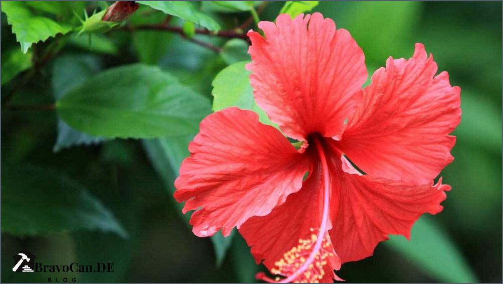 Hibiskus Standort draußen Tipps für die richtige Platzwahl