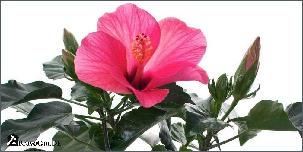 Hibiskus Strauch Blütezeit Wann blüht der Hibiskus