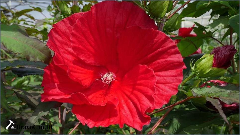 Hibiskus Strauch Blütezeit Wann blüht der Hibiskus
