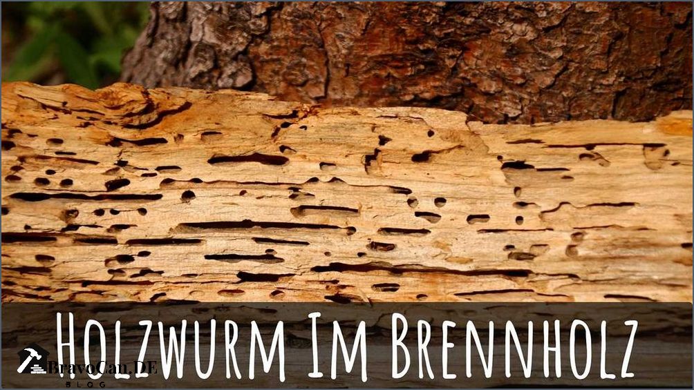 Holzwurm in Möbeln Wie man einen Holzwurmbefall erkennt und bekämpft