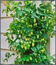 Hopfen im Garten Anbau Pflege und Verwendung Bravocan.DE
