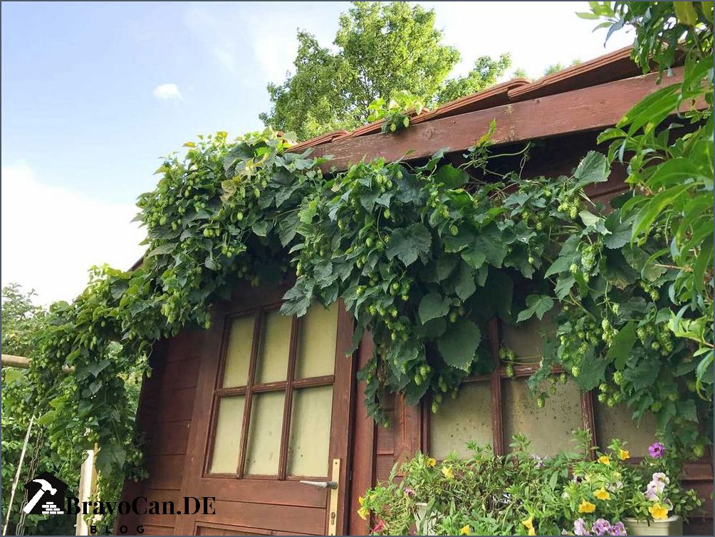 Hopfen im Garten Anbau Pflege und Verwendung