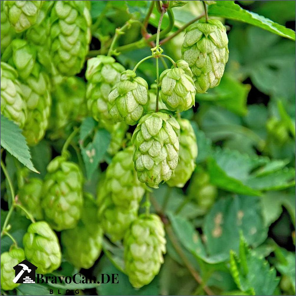 Hopfen im Garten Anbau Pflege und Verwendung