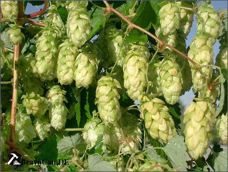 Hopfen im Garten Anbau Pflege und Verwendung Bravocan.DE