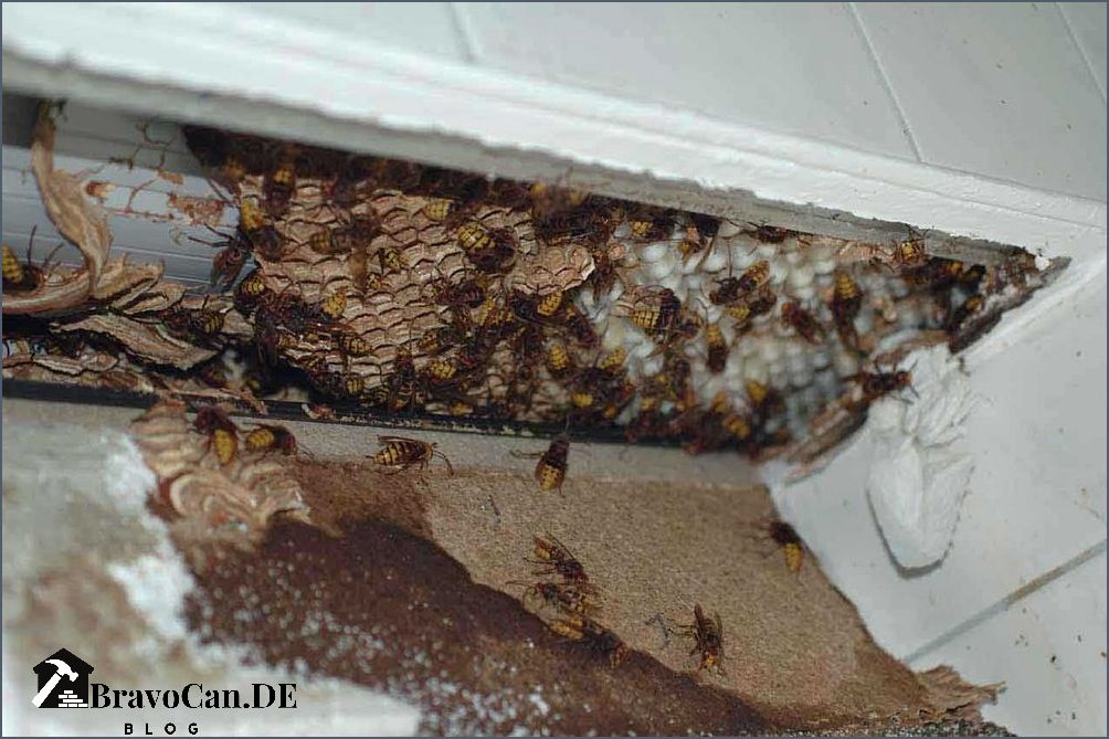 Hornissen im Rollladenkasten So können Sie das Problem lösen Hornissen im Rollladenkasten So können Sie das Problem lösen