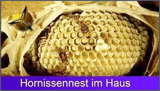 Hornissennest im Dach Wie man damit umgeht und es sicher entfernt Hornissennest im Dach Wie man damit umgeht und es sicher entfernt