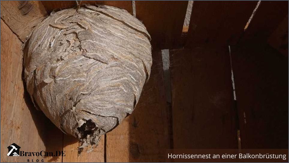 Hornissennest Im Dach