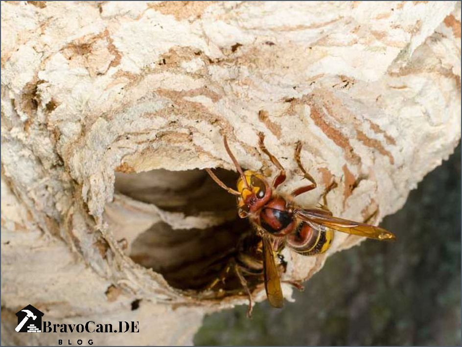 Hornissennest Im Dach