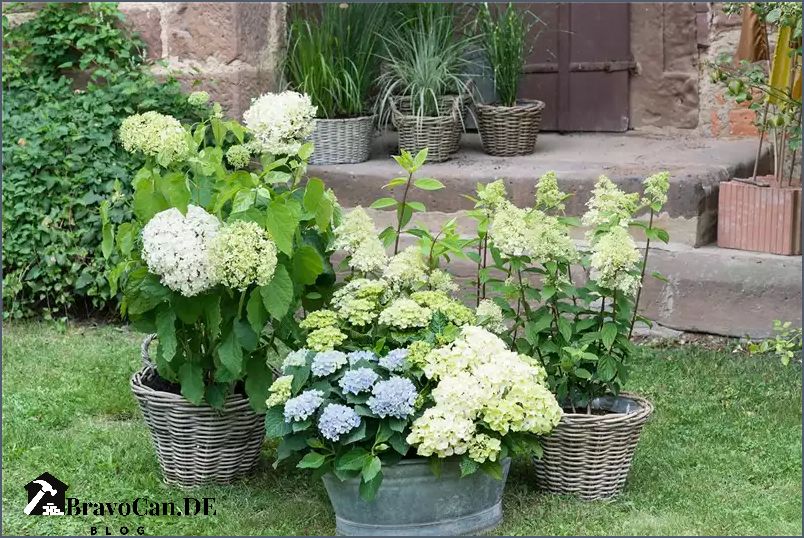 Hortensie Annabelle kombinieren - Tipps und Ideen für die Gartengestaltung