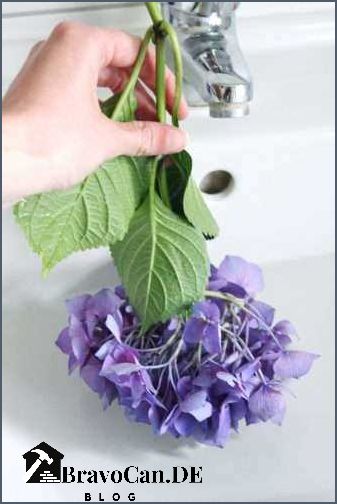 Hortensie lässt Blätter hängen - Tipps zur Pflege und Behandlung