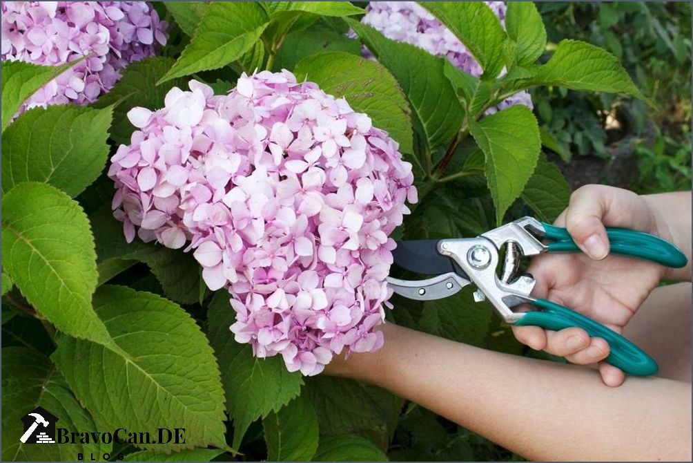 Hortensien im Schatten Tipps für eine erfolgreiche Gartenpflege