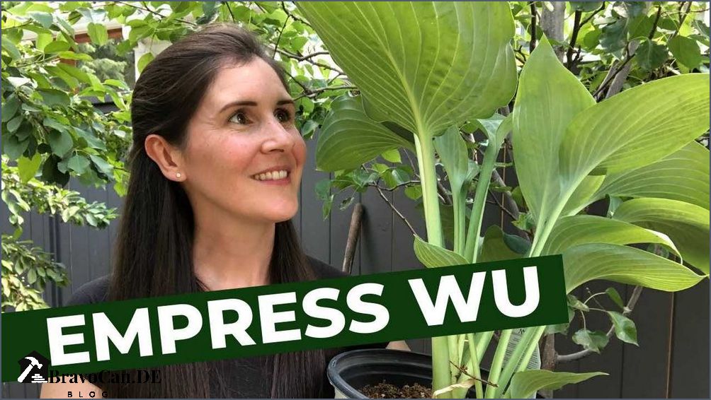 Hosta empress wu - Alle Informationen Pflege und Tipps | Hosta empress wu - Alle Informationen Pflege und Tipps |