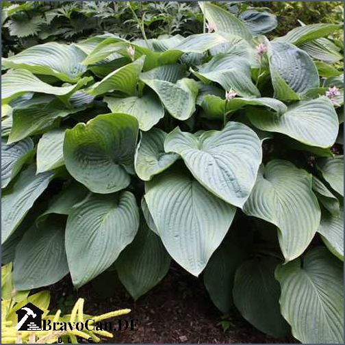 Hosta empress wu - Alle Informationen Pflege und Tipps | Hosta empress wu - Alle Informationen Pflege und Tipps |