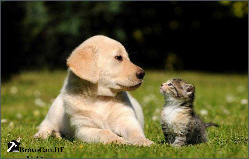 Hund oder Katze Was ist das richtige Haustier für dich Hund oder Katze Was ist das richtige Haustier für dich