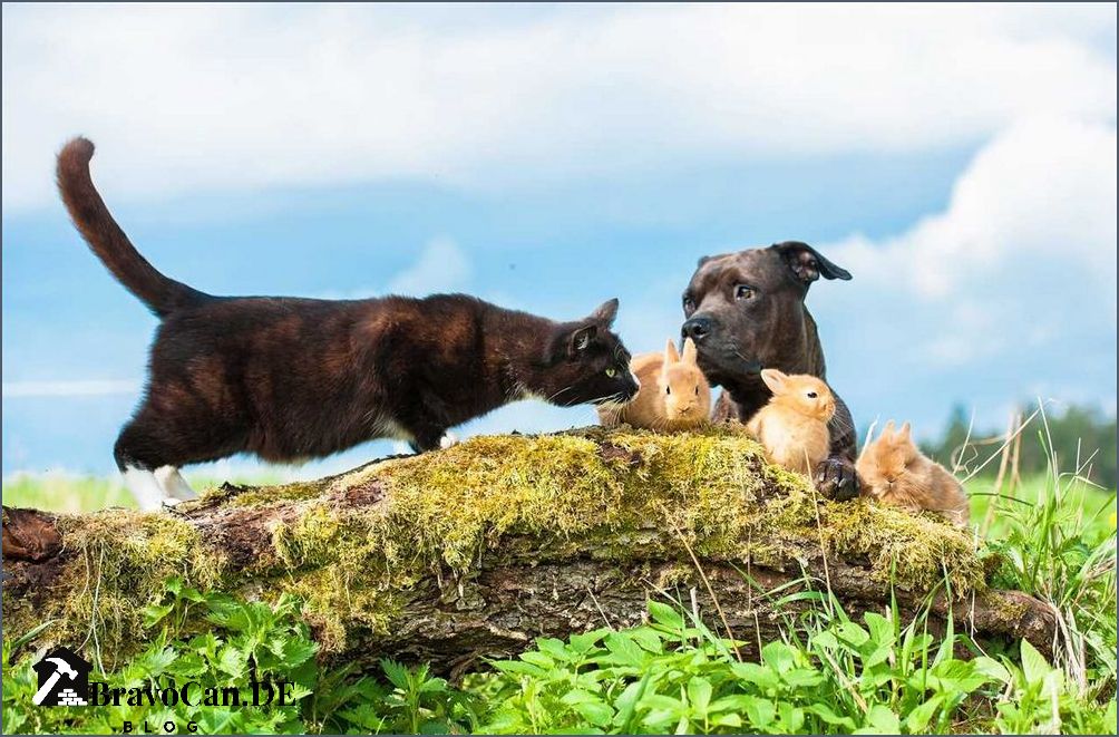 Hund oder Katze Was ist das richtige Haustier für dich Hund oder Katze Was ist das richtige Haustier für dich