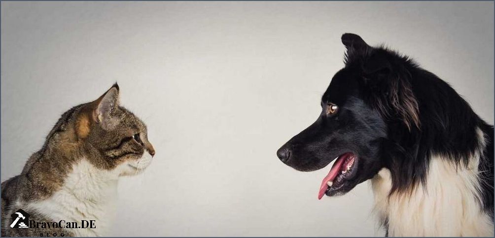 Hund oder Katze Was ist das richtige Haustier für dich Hund oder Katze Was ist das richtige Haustier für dich