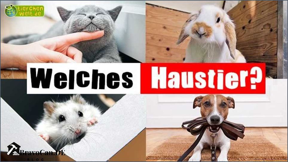 Hund oder Katze Was ist das richtige Haustier für dich Hund oder Katze Was ist das richtige Haustier für dich