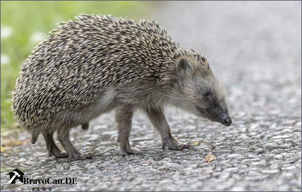 Igel im Sommer Verhalten Ernährung und Schutzmaßnahmen Igel im Sommer Verhalten Ernährung und Schutzmaßnahmen