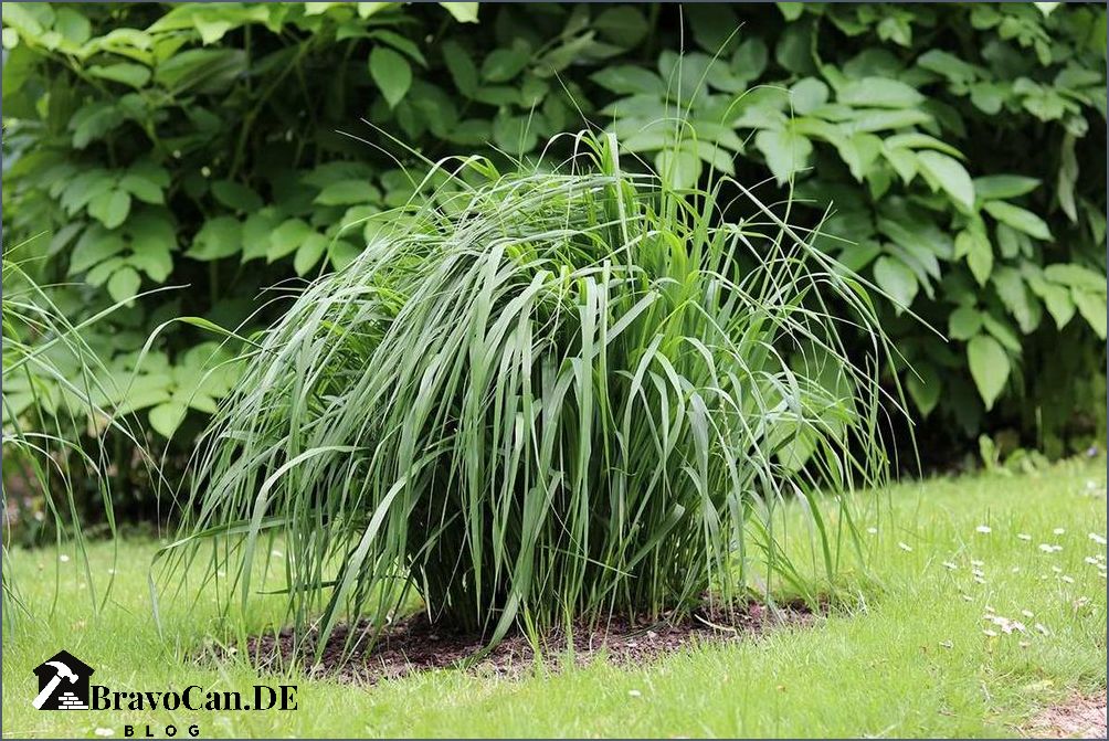 Immergrün winterhart Hochwachsende winterharte Gräser für den Garten Immergrün winterhart Hochwachsende winterharte Gräser für den Garten