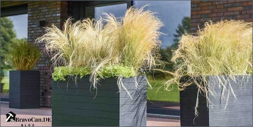 Immergrün winterhart Hochwachsende winterharte Gräser für den Garten Immergrün winterhart Hochwachsende winterharte Gräser für den Garten