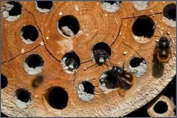 Insektenhotel Löcher verschlossen - Tipps und Tricks Insektenhotel Löcher verschlossen - Tipps und Tricks