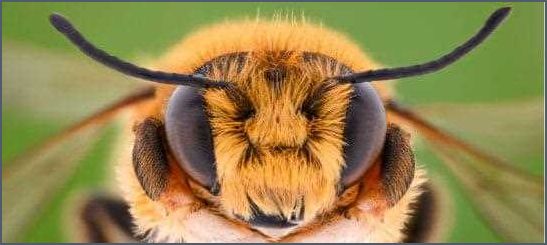 Insektenschutz Pendeltür ohne Bohren - Effektiver Schutz vor Insekten Insektenschutz Pendeltür ohne Bohren - Effektiver Schutz vor Insekten