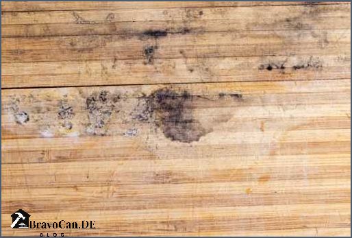 Ist weißer Schimmel auf Holz gefährlich Erfahren Sie hier mehr